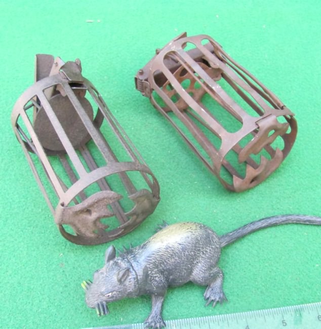 Rodent Sticky Trap Snags a Rat and a Lizard – Anole Annals